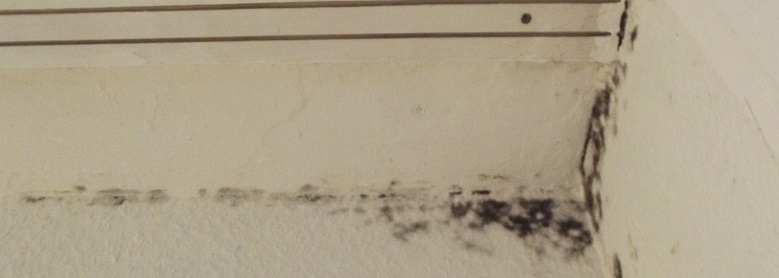 mold_780x278