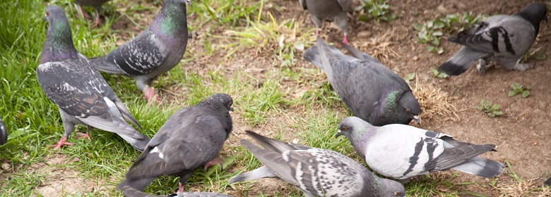 pigeons_780x280