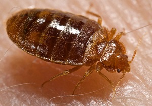 Bed_bug_300x210