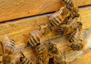 Bees_300x210