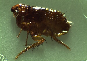 Fleas_300x210