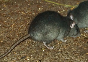 rats_300x210