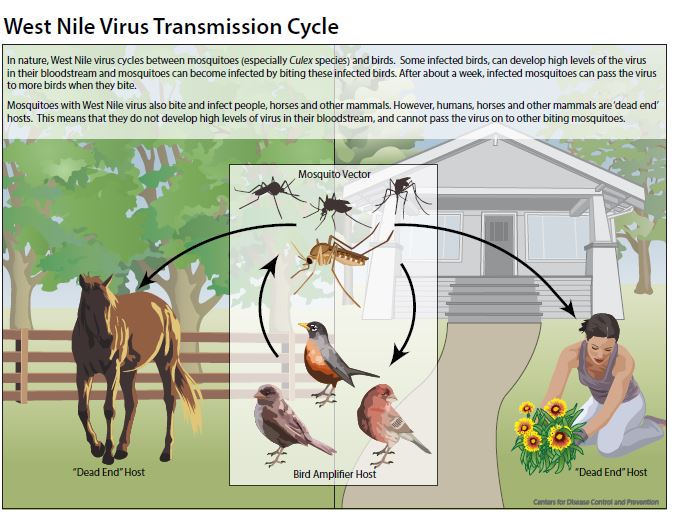 transmission_cycle