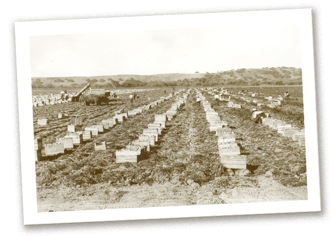 1900s agriculture fields image