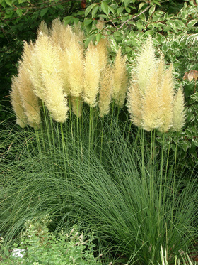 side_body_Pampas_Grass