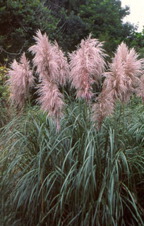 side_body_Purple_Pampas_Grass