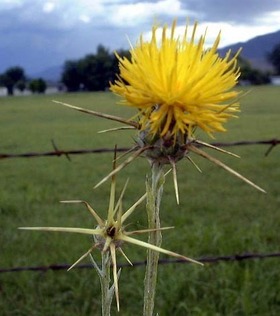 side_body_Yellow_Star-Thistle