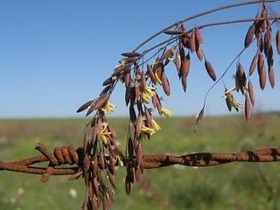 side_body_Veldt_Grass