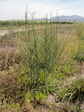 side_body_Skeletonweed