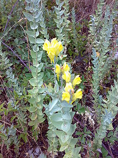 side_body_Dalmation_Toadflax