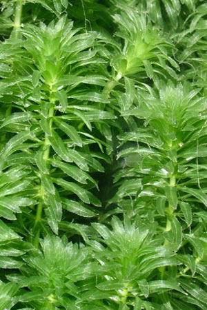 original_Hydrilla