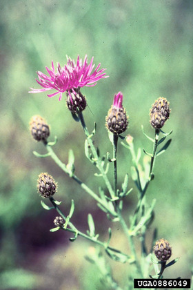 side_body_Spotted_Knapweed