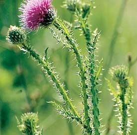 original_Plumeless_Thistle