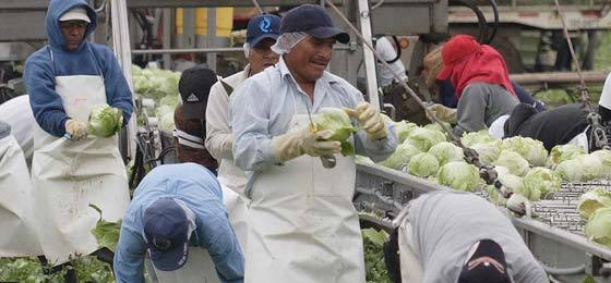 body_2010_Oliver_lettuce-harvest3