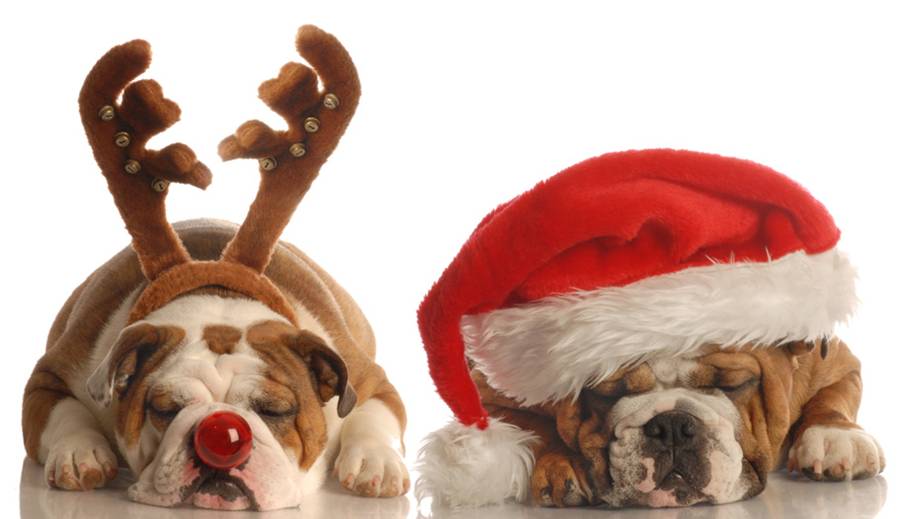 dogs in santa hat and antlers