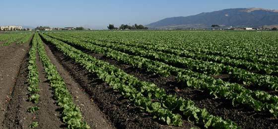 body_2007_Beretti-M_Lettuce-Field