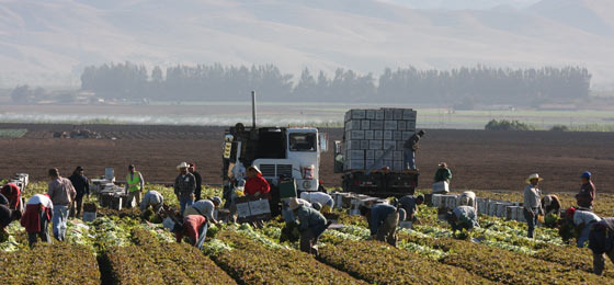 body_2008_Oliver_harvest-crew1