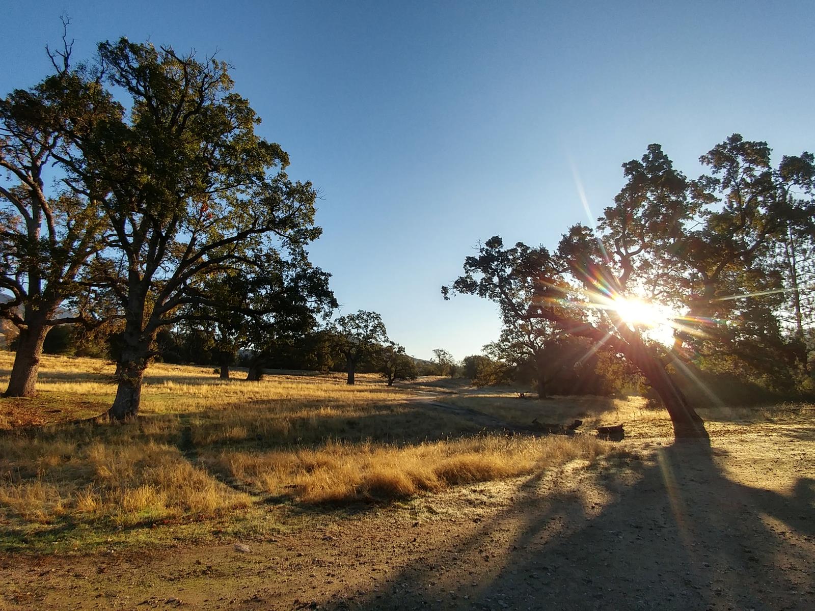 Plains with trees under a blue sky with a sun glare