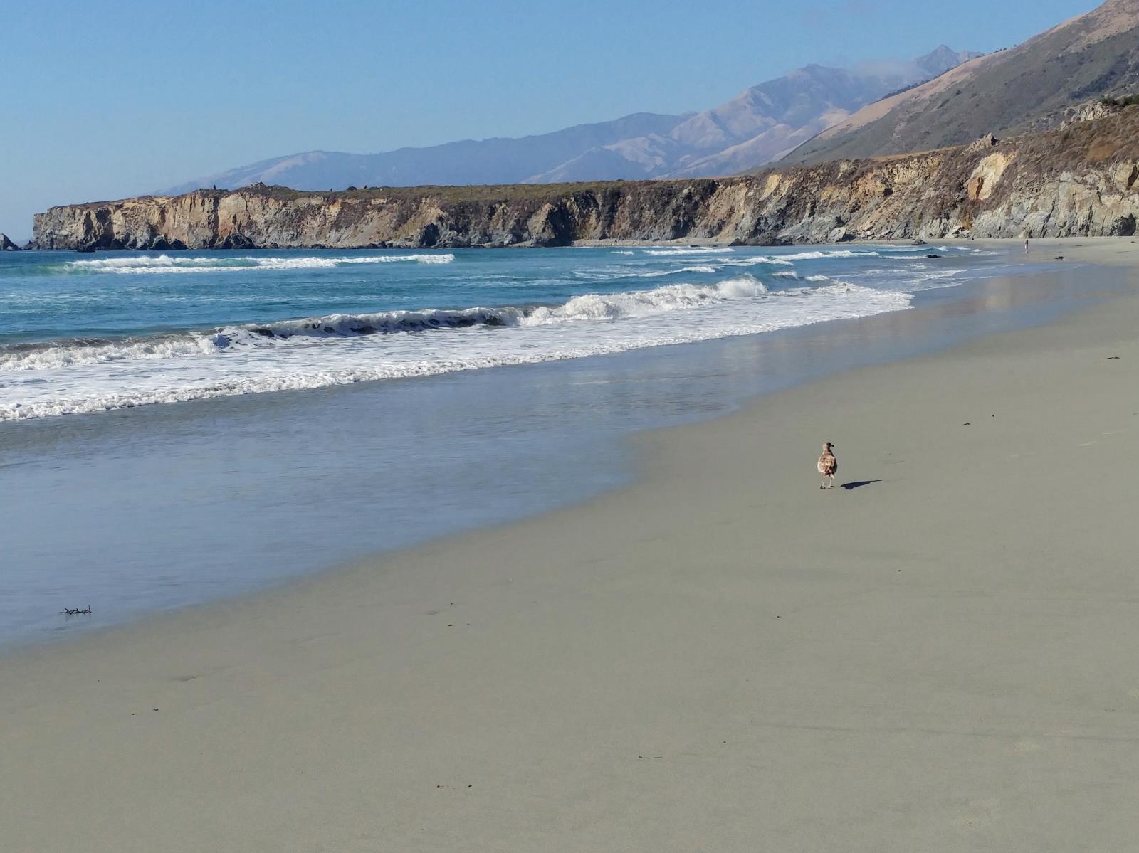 Ocean shoreline with a seagull walking along the beach and mountains in the background