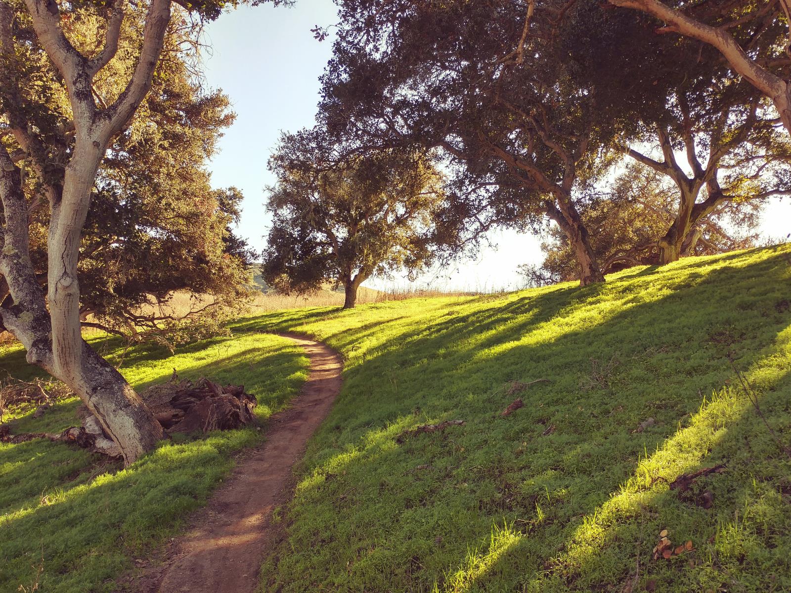 Walkway through grass with trees and their shadows