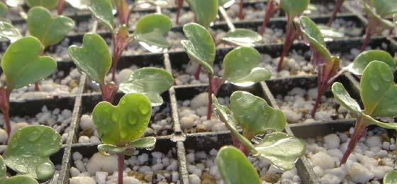 body_page-cauliflower-seedlings