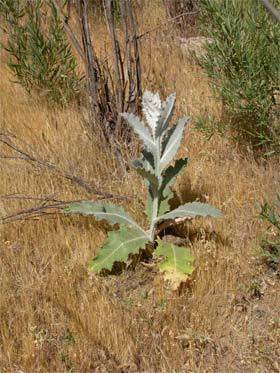 side_body_scotch-thistle