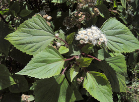 side_body_Sticky_Eupatorium