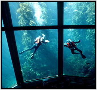 Divers at Monterey Bay Aquarium