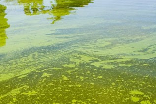 algal bloom