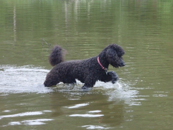 dog in water