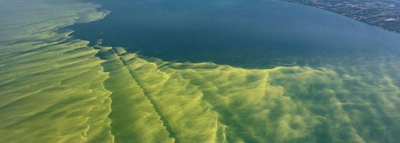 algal blooms