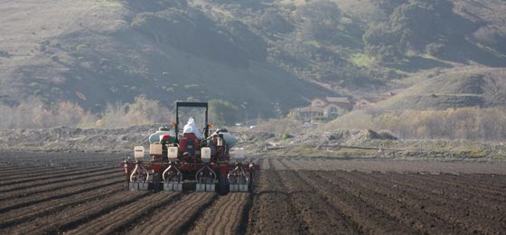 body_2009_Oliver_Seeding-the-beds