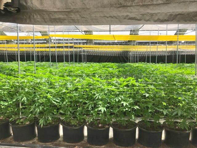 photo of cannabis plants