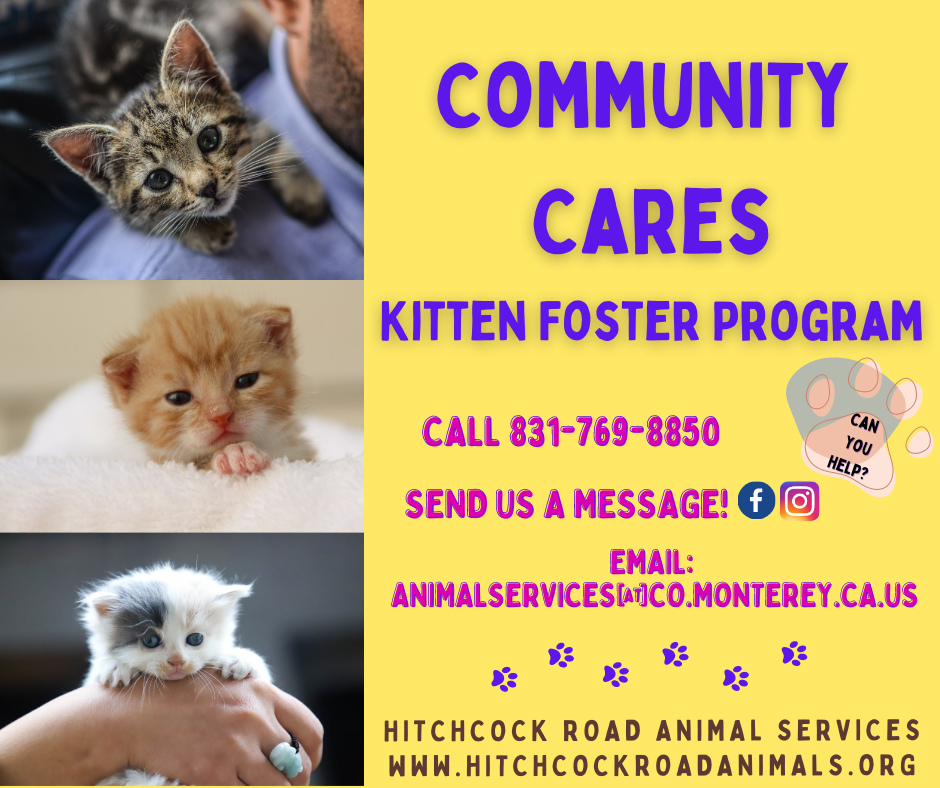 Foster Homes Needed!