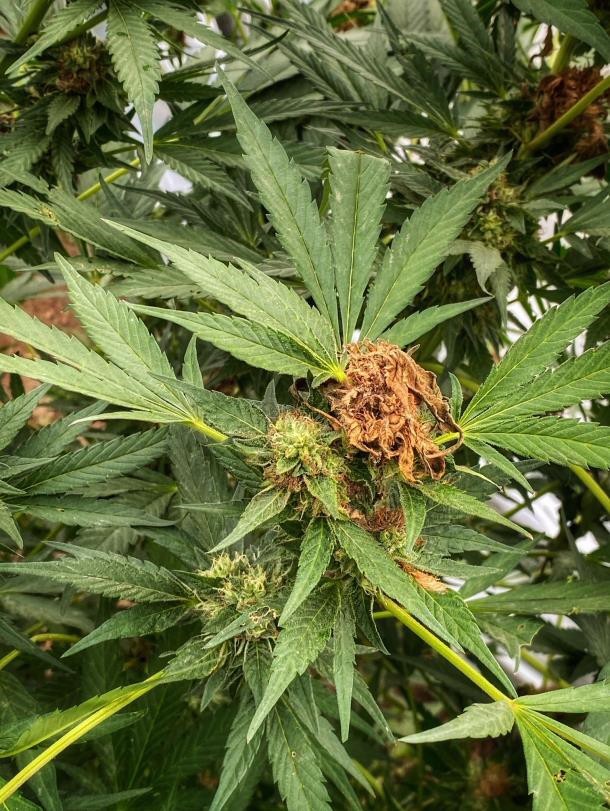 Cannabis flower with mold