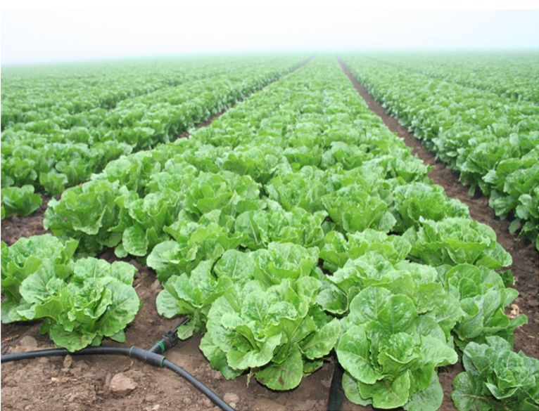 Crop Field