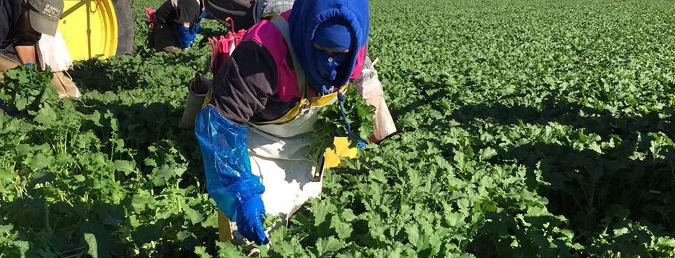 Person harvesting crops in field