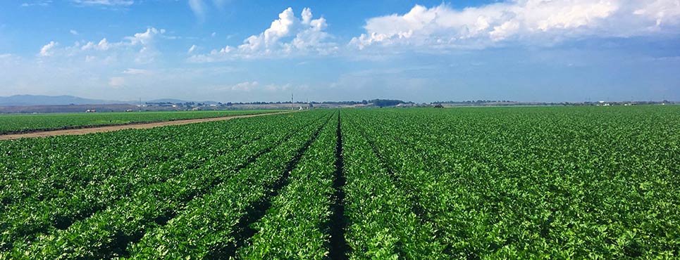 Rows of crops