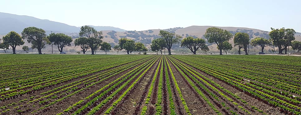 Crop fields