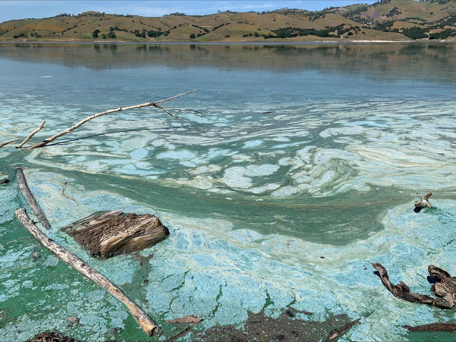 San Antonio Algae Bloom 1