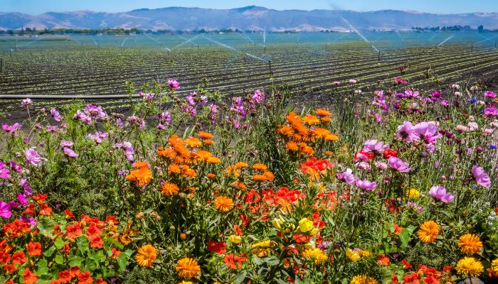 Salinas Flowers