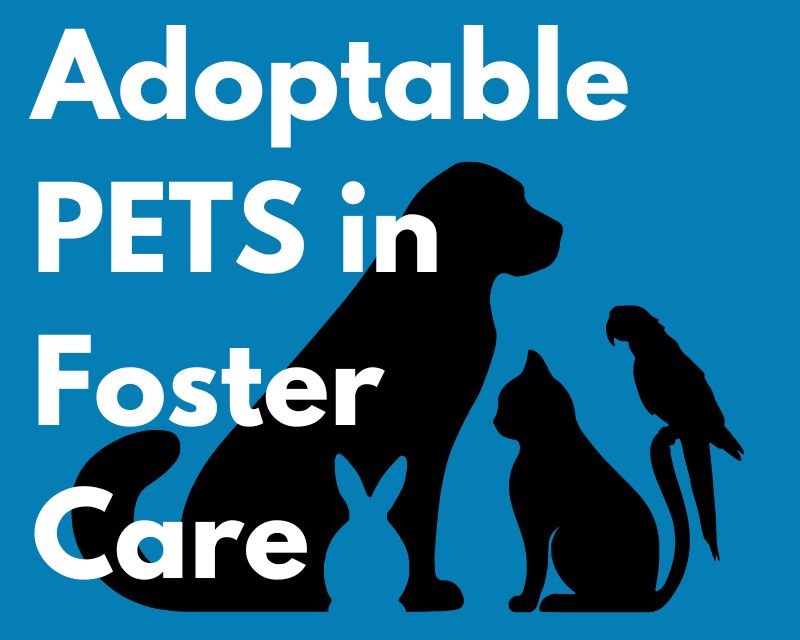 Adoptable pets in FosterCare