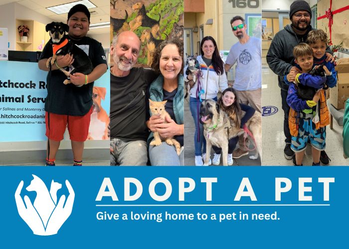 Adopt a Pet 