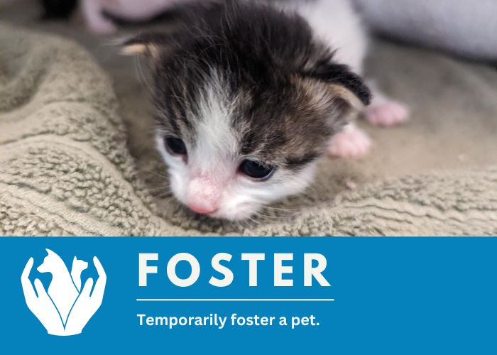 Foster a Pet