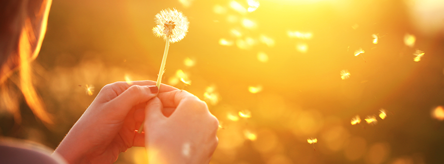 panoramic photo of person holding a wind blown dandelion during sundown or sunset