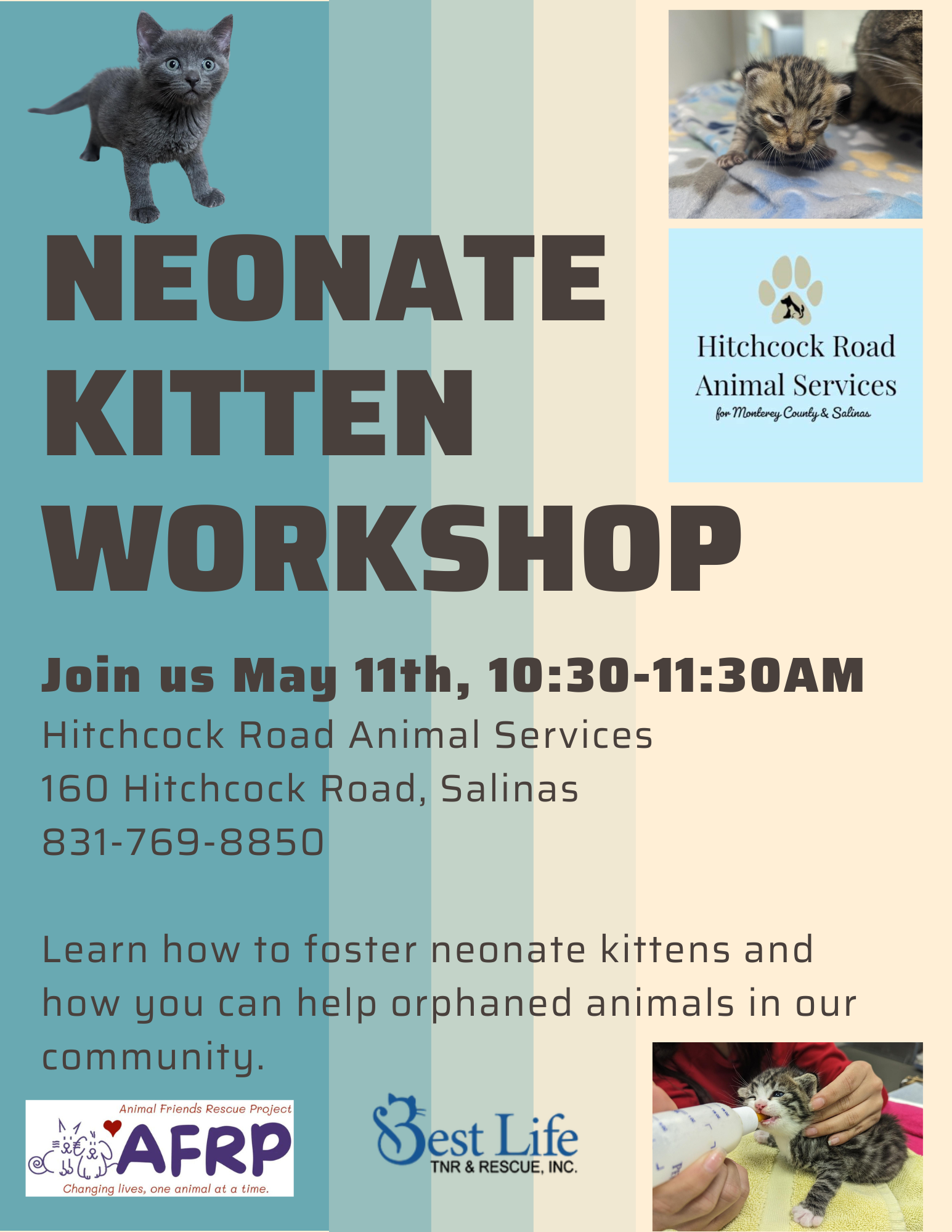 Kitten Workshop for Fosters May 11th at 10:30 am