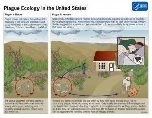 CDC Plague Ecology U.S.A