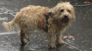 dog in the rain